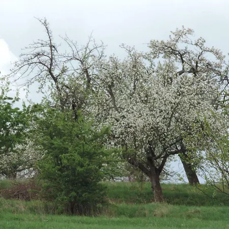 Pod Miotełką Gospodarstwo agroturystyczne