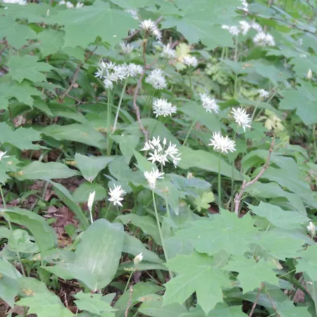 Pod Miotelka 팜스테이 *